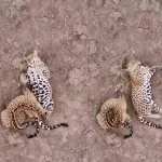 Onças-pintadas interagem no Pantanal em imagens capturadas por drone