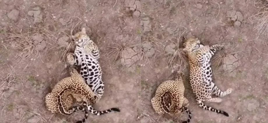 Onças-pintadas interagem no Pantanal em imagens capturadas por drone