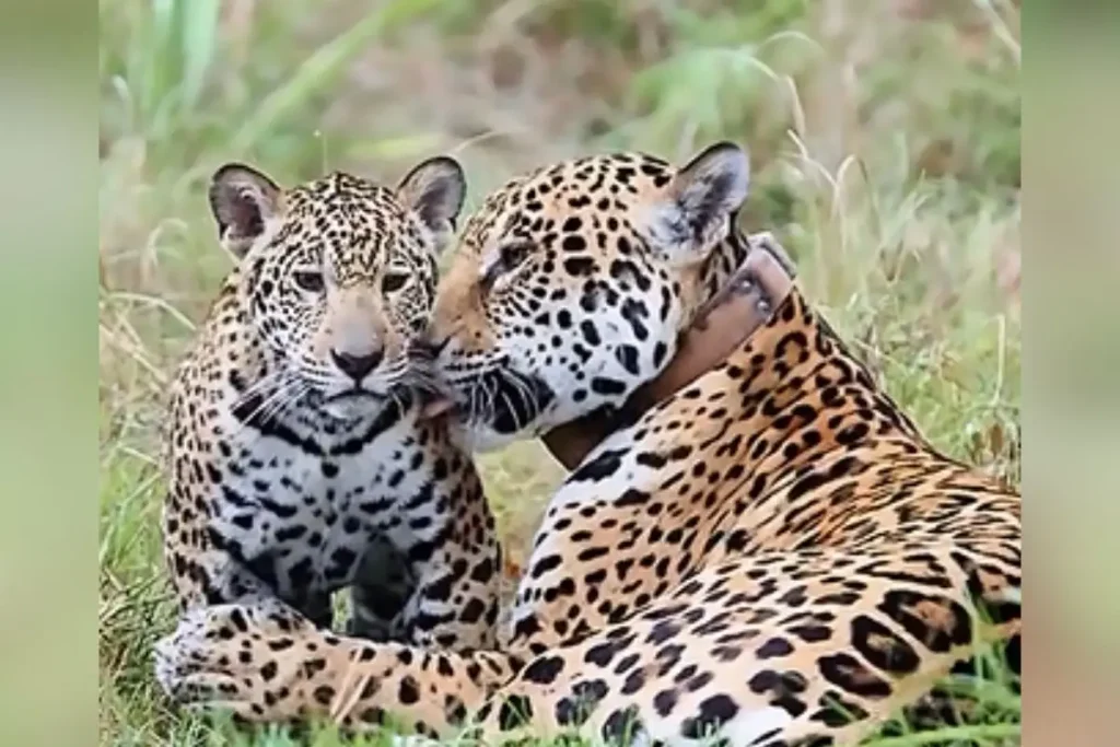 Onça-pintada Aroeira em cena de puro amor com fillhote Nika