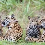 Onça-pintada protagoniza cena emocionante no Pantanal