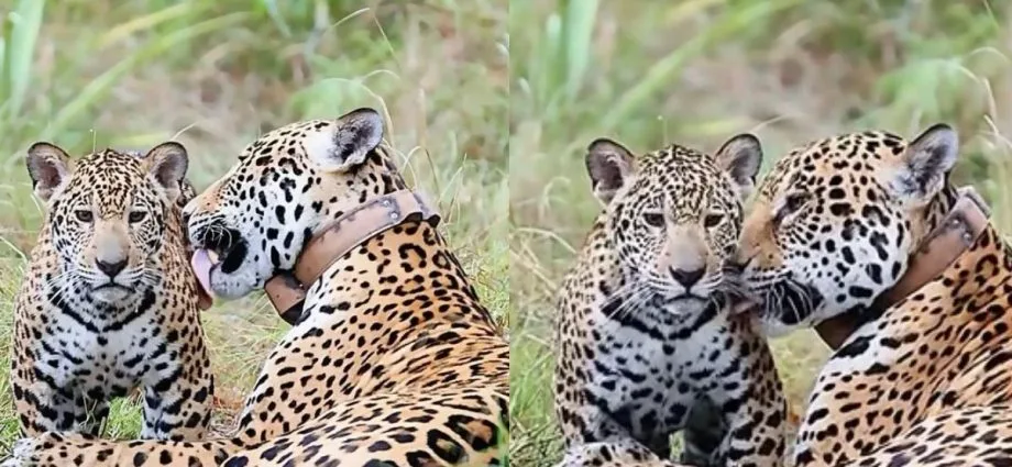 Onça-pintada protagoniza cena emocionante no Pantanal