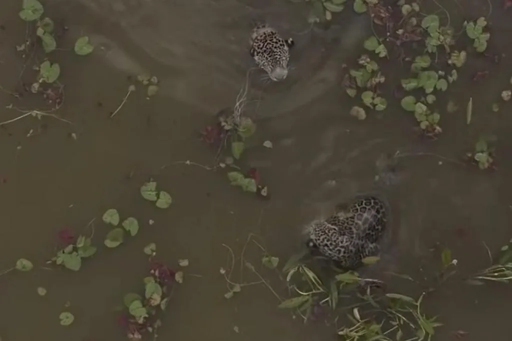 Onça-pintada e seu filhote em lago com vegetação aquática.