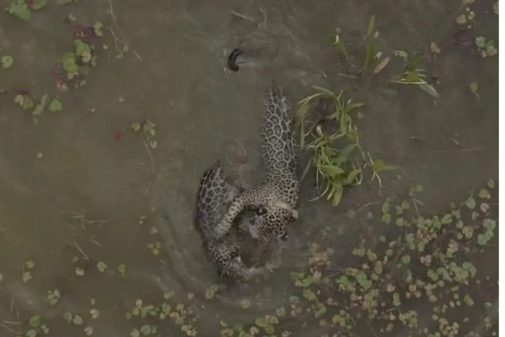 Onças-pintadas brincam na água em meio ao Pantanal