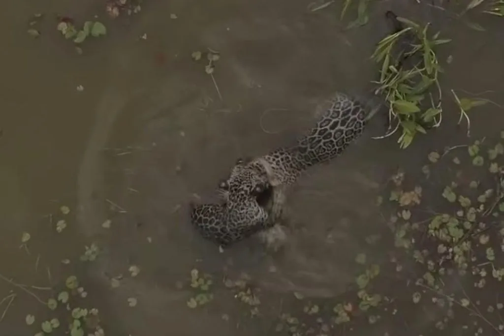 Vista aérea mostrando um vasto rio cercado por floresta no Pantanal com duas onças-pintadas nadando.