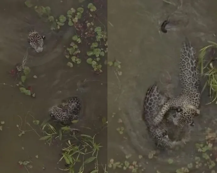 Onça-pintada ensina filhote a nadar no Pantanal