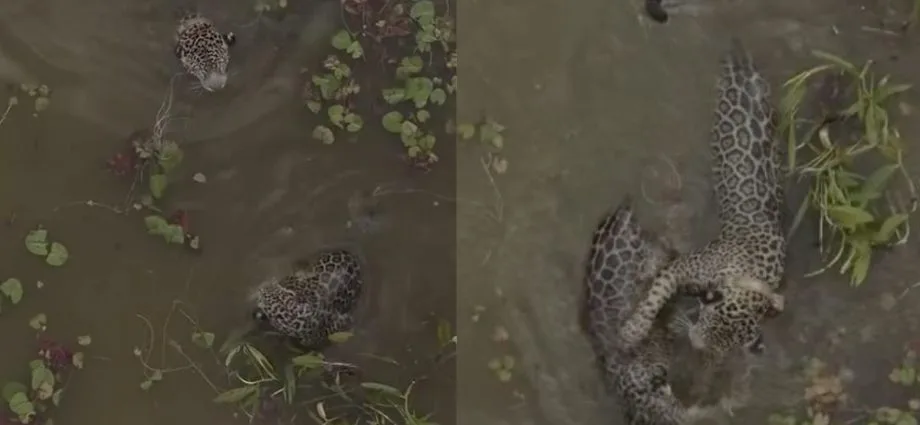 Onça-pintada ensina filhote a nadar no Pantanal