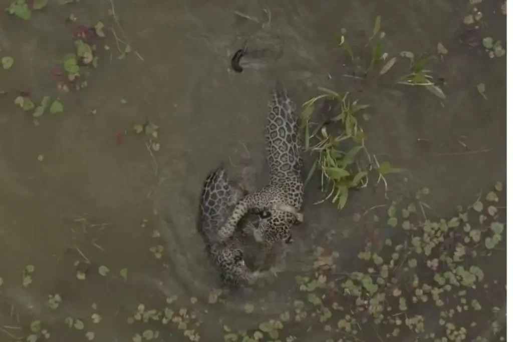 Onças-pintadas brincam na água em meio ao Pantanal