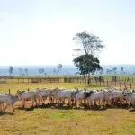 Agropecuária impulsiona PIB brasileiro em meio à queda no consumo das famílias