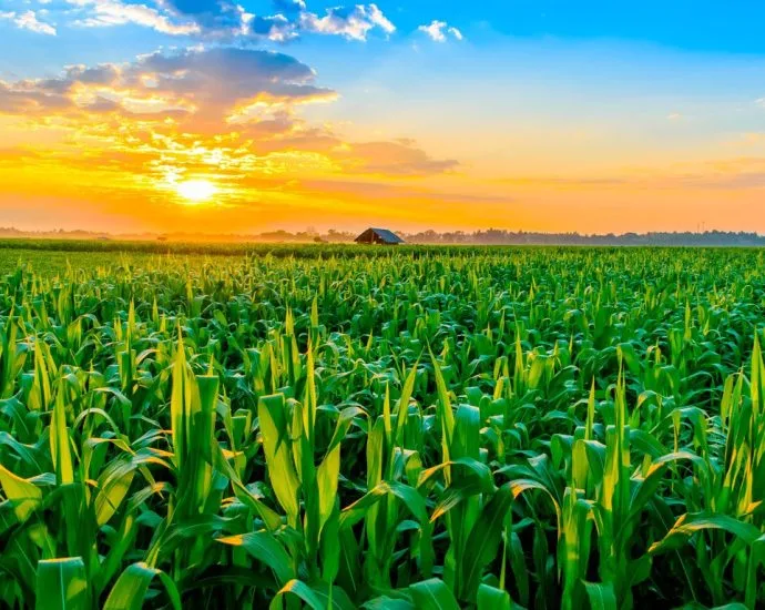 El Niño e o Impacto nas Lavouras e Pecuária de MS em 2027