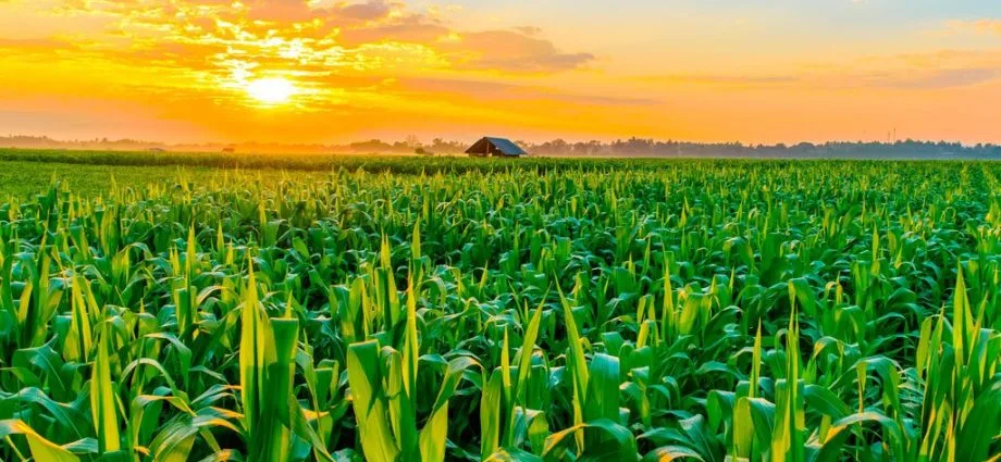El Niño e o Impacto nas Lavouras e Pecuária de MS em 2027