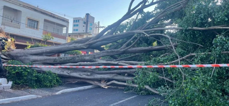Cenário de destruição após tempestade em Campo Grande: postes caídos, árvores derrubadas e semáforos desligados