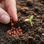 Produtor rural em Dourados recebe indenização de R$ 10 mil após erro da Receita Federal