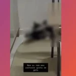 Denúncia contra servidora por maus-tratos a animais em Bela Vista