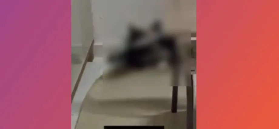 Denúncia contra servidora por maus-tratos a animais em Bela Vista
