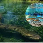 Sucuri se destaca em Bonito, a Capital do Ecoturismo