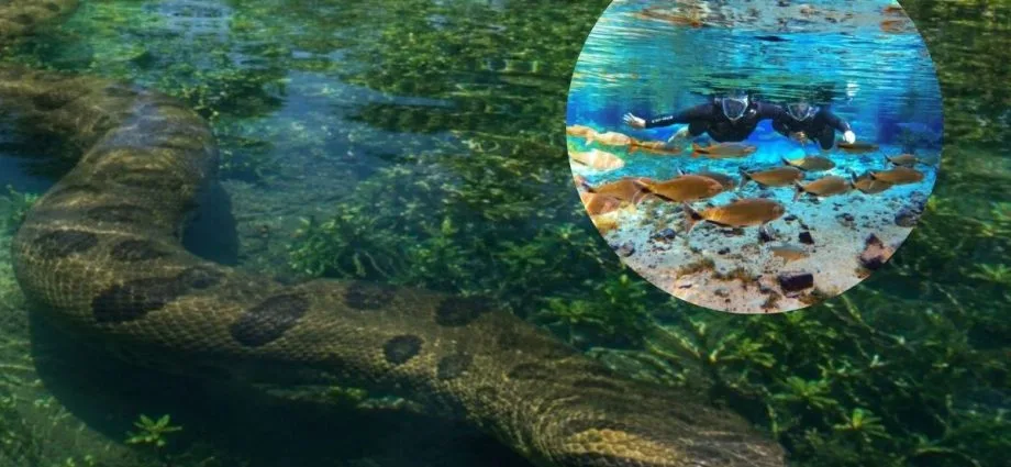 Sucuri se destaca em Bonito, a Capital do Ecoturismo