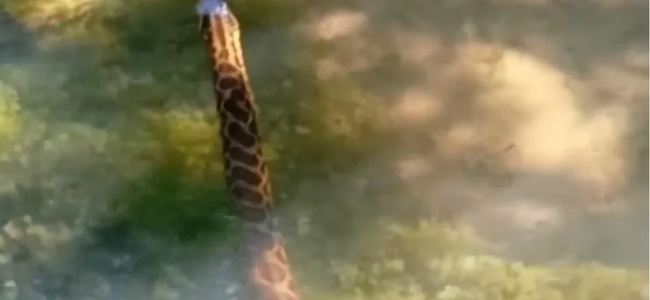 Invasão de Sucuris no Rio Salobra Surpreende Guía em Bodoquena