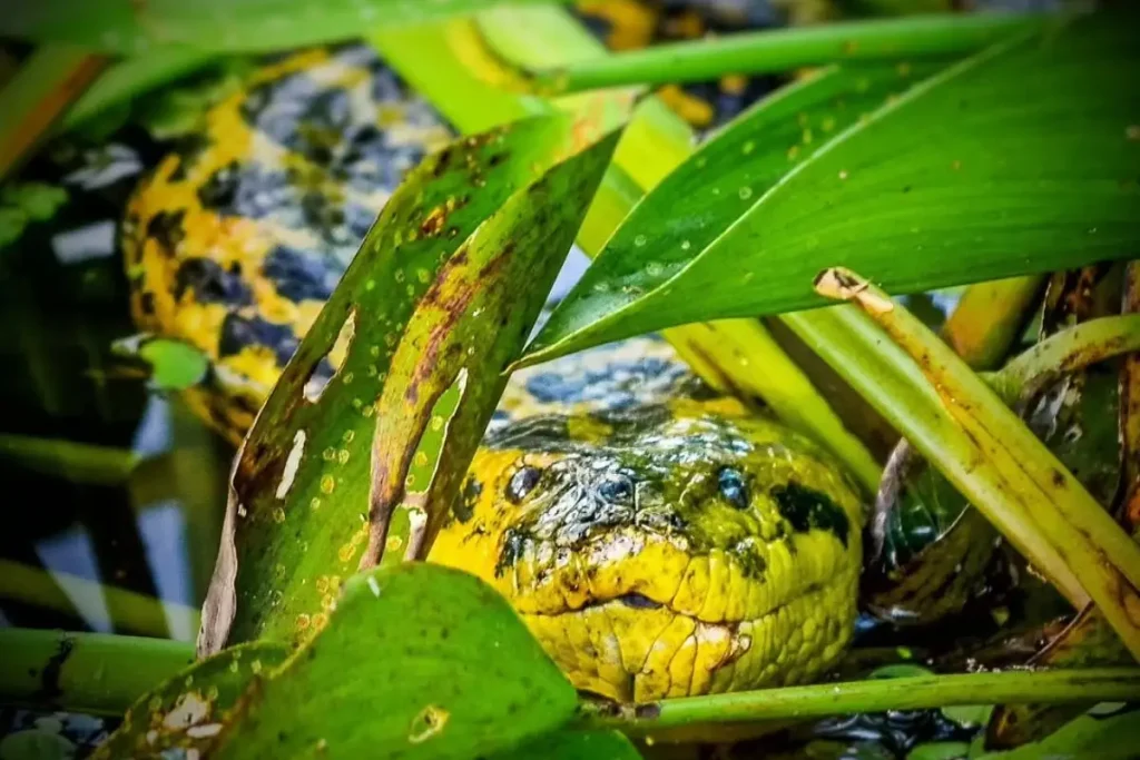 Sucuri em meio à mata no Pantanal