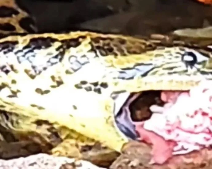 Sucuri se delicia com restos de peixes em Corumbá, no Pantanal