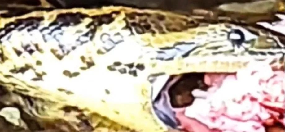 Sucuri se delicia com restos de peixes em Corumbá, no Pantanal