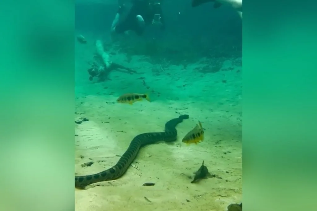 Sucuri tranquila em Bonito MS