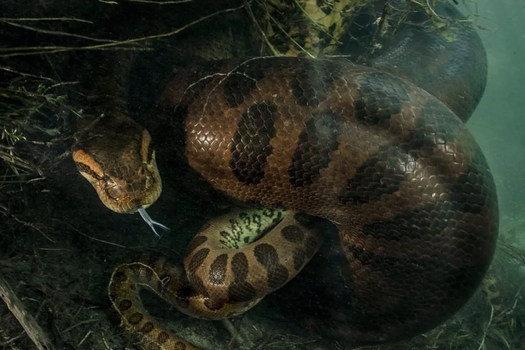 Sucuri estragula parceiro em rio de Bodoquena. Foto foi publicada na National Geographic