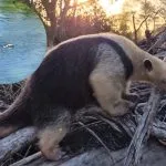 Tamanduá-mirim encanta ao nadar em Bonito, MS; assista ao vídeo