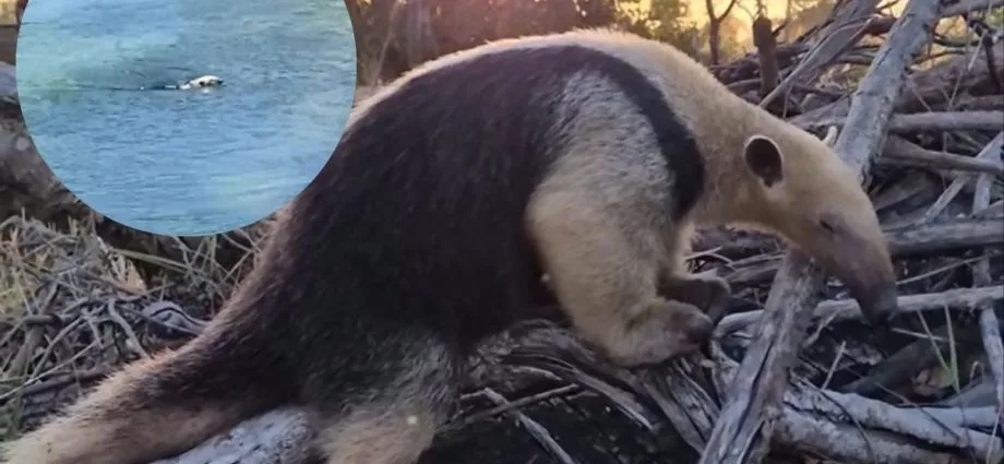 Tamanduá-mirim encanta ao nadar em Bonito, MS; assista ao vídeo