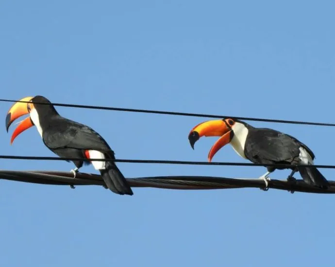 Tucanos brigam em Campo Grande perto do Bioparque Pantanal