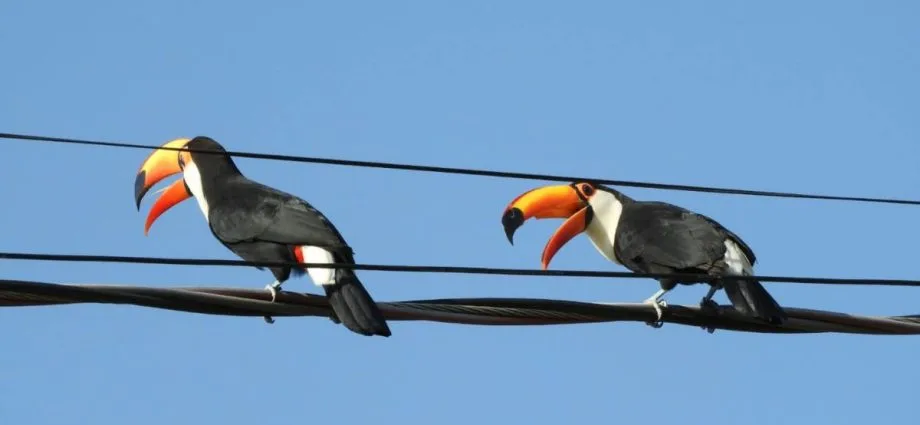 Tucanos brigam em Campo Grande perto do Bioparque Pantanal