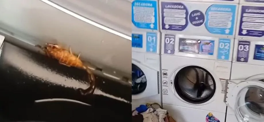 Cliente é picado por escorpião em lavanderia em Campo Grande