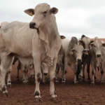 Arroba do boi gordo em MS chega a R$ 379,13, segunda maior cotação do país