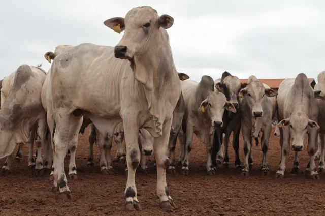 Arroba do boi gordo em MS chega a R$ 379,13, segunda maior cotação do país