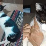 Família busca por gatinho desaparecido em Campo Grande
