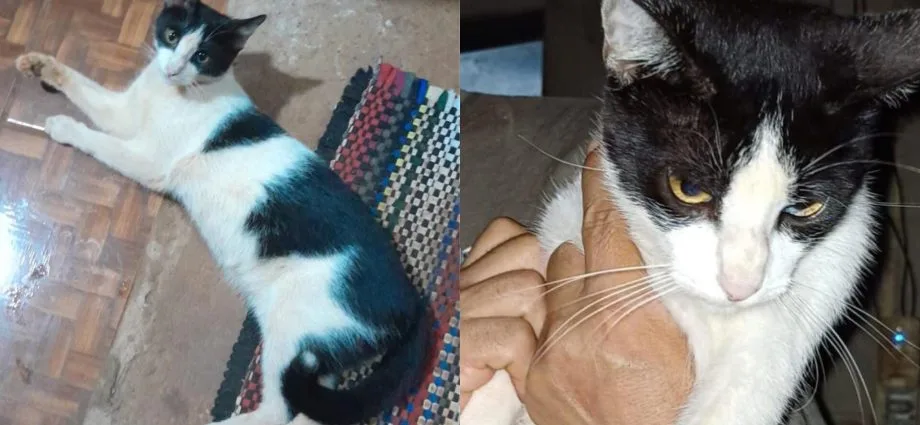 Família busca por gatinho desaparecido em Campo Grande
