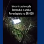 Motorista e passageira ficam feridos após carro atropelar tamanduá na BR-060