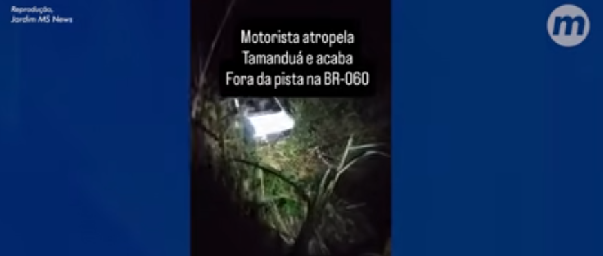 Motorista e passageira ficam feridos após carro atropelar tamanduá na BR-060
