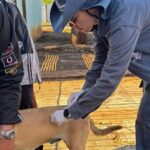 Vacinação contra raiva atende três bairros de Campo Grande nesta segunda-feira (26)