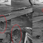 Onça-pintada em Corumbá: veja como agir em caso de avistamento