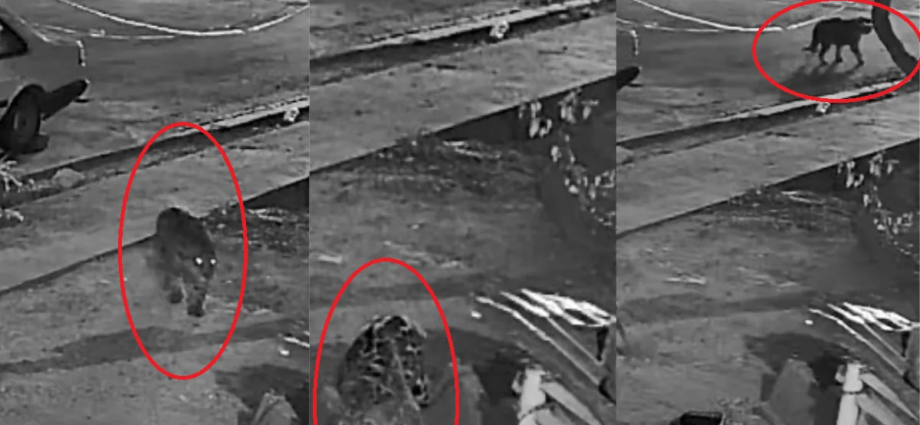 Onça-pintada em Corumbá: veja como agir em caso de avistamento
