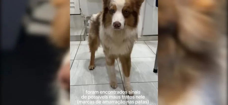 Tutor de cachorro contesta versão de creche após agressão em Bonito, MS