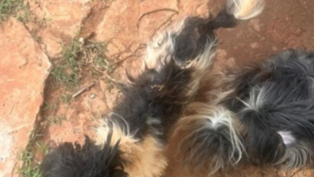 Tutor preso por maus-tratos a cães em Campo Grande