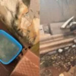 Tutor preso por maus-tratos a cães em Campo Grande