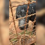 Tutor é preso após cachorrinha com feridas ser resgatada em Campo Grande