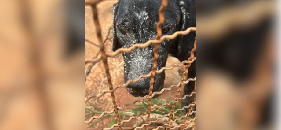 Tutor é preso após cachorrinha com feridas ser resgatada em Campo Grande