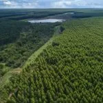 El Niño gera alerta para lavouras e florestas de eucalipto em MS