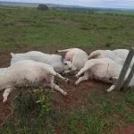 Empresário de Água Clara processa Energisa após morte de sete touros em choque elétrico