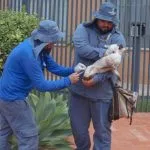 Vacinação contra raiva em Campo Grande neste sábado