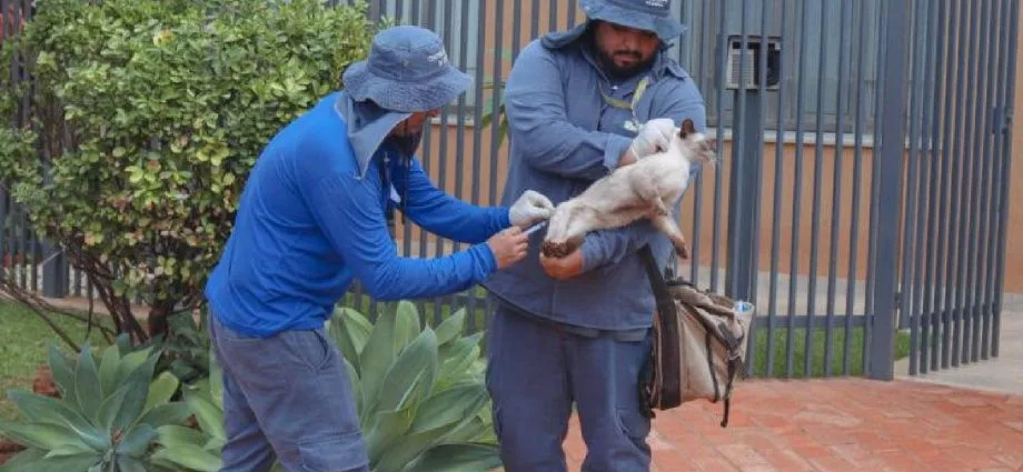 Vacinação contra raiva em Campo Grande neste sábado