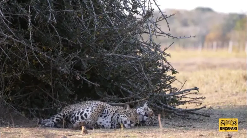 Fera e Ferinha são mãe e filho e vivem na região de Miranda, no Pantanal de MS (Foto: Onçafari)
